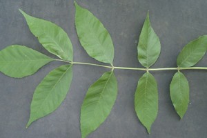 agrile_feuille2_ad_tgl