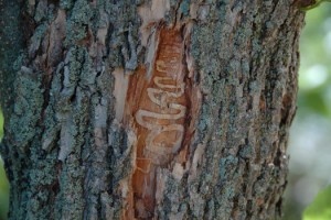 agrile_galerie_de_larve_tronc2_ad_tgl